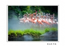 长隆飞鸟乐园创作团摄影作品欣赏(5)_在线影展的作品
